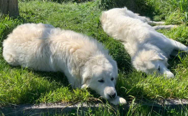 牧羊犬遇到一群笨羊，一言不合就和狗狗打了起来，气死狗了！ 