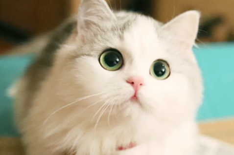 刚养的小猫咪一直叫个不停是怎么回事？一般是这3个原因