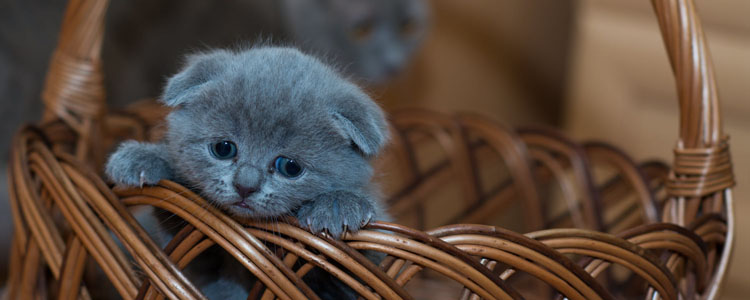 串串蓝猫和纯种区别 你知道如何分辨纯种蓝猫吗？