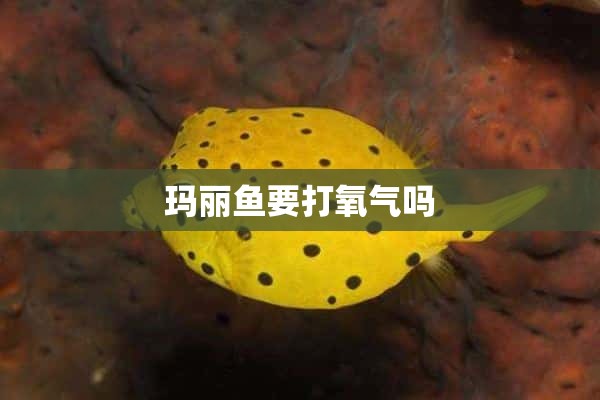 玛丽鱼要打氧气吗