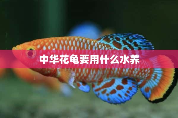 中华花龟要用什么水养