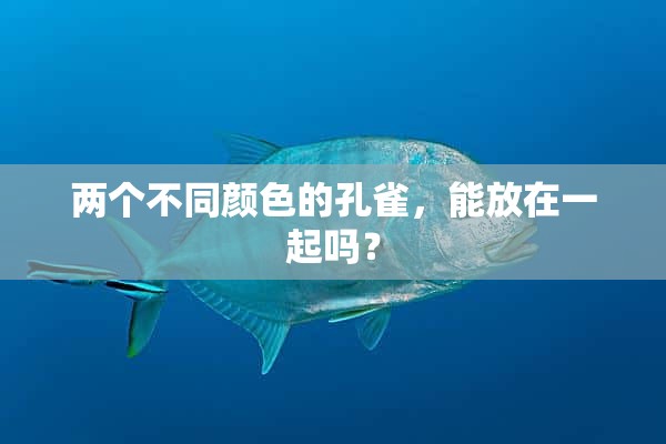 两个不同颜色的孔雀，能放在一起吗？