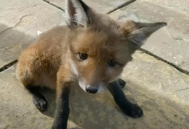 女子救了一只小狐狸，康复后狐狸妈妈找上门