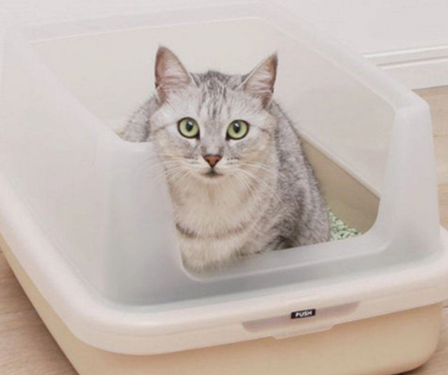 换猫砂怎么过渡？猫砂几天换一次？
