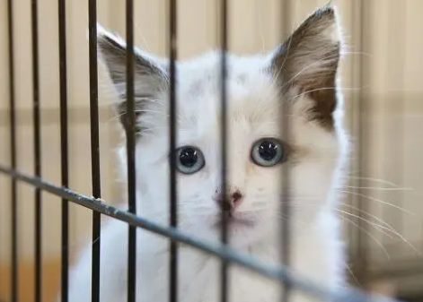 猫疱疹病毒打干扰素一年治愈