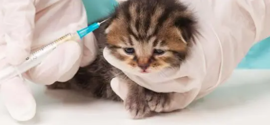 小猫打干扰素的副作用？干扰素是治什么的