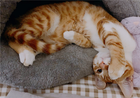 橘猫为什么叫橘猪？真相很搞笑