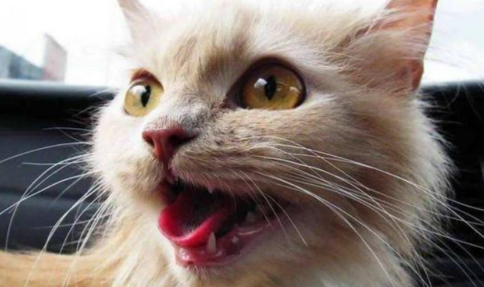 猫张着嘴喘气是什么意思？这3种情况需注意