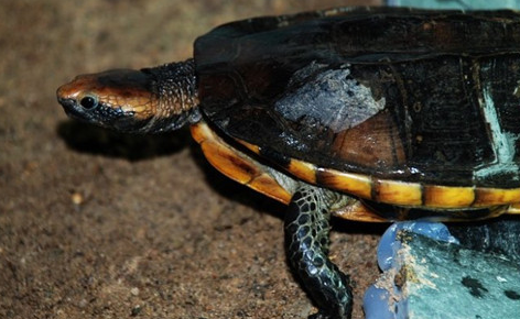 红头蛇颈龟属于深水龟吗？这篇文章有正解！
