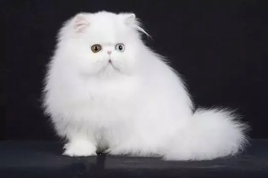 为什么波斯猫两个眼睛颜色不一样？答案其实很简单！