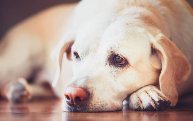 狗狗呕吐、吐黄水是什么原因？养狗的你知道吗？