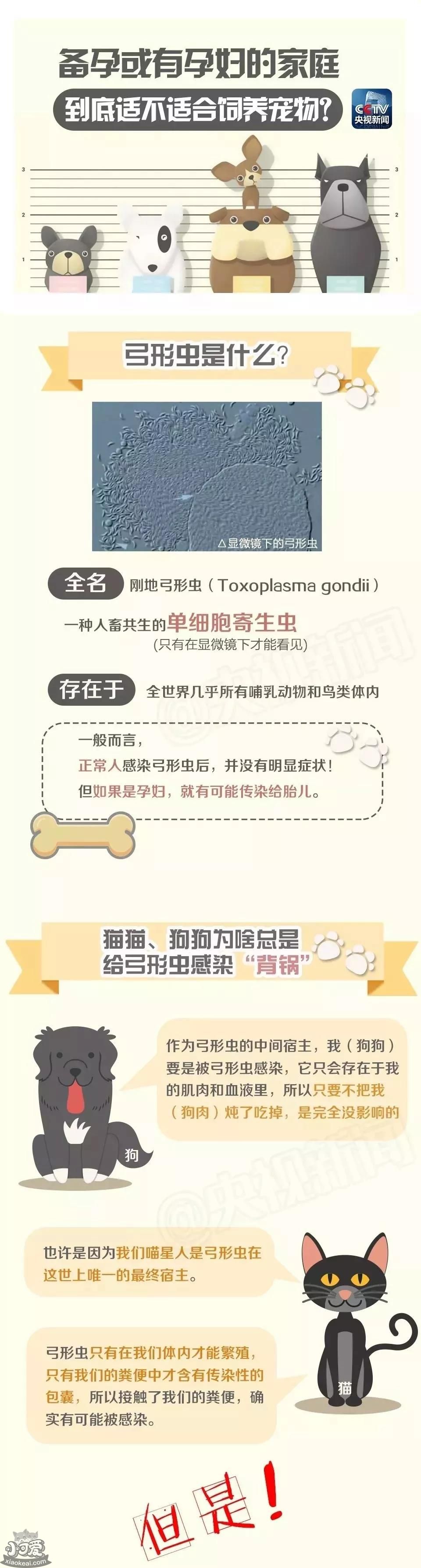 怀孕养猫对胎儿有什么影响 你还在相信这些谣言吗