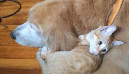 将死小奶猫带回家后，家里的金毛瞬间变成大暖男 