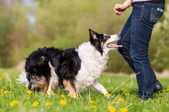 边境牧羊犬价格介绍 纯种边境牧羊犬多少钱一只1