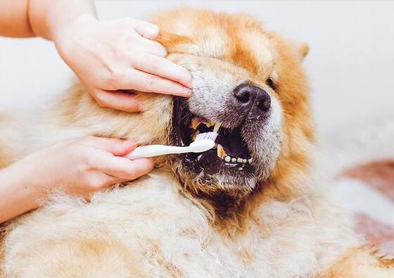 怎么给狗狗刷牙齿？有人知道吗？