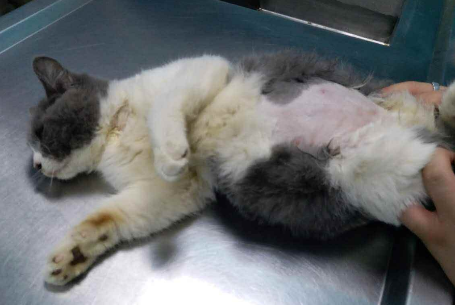 猫胀气和腹水手感区别在哪？快来get一下