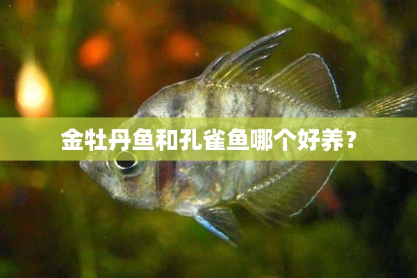 金牡丹鱼和孔雀鱼哪个好养？