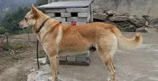 不知道土狗怎么繁殖快？看这里！