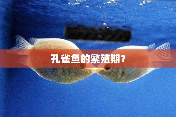 孔雀鱼的繁殖期？