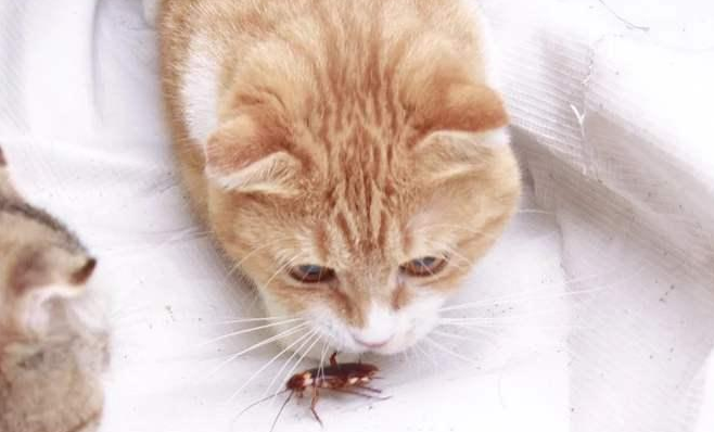 猫吃了蟑螂要不要立刻驱虫？看这里