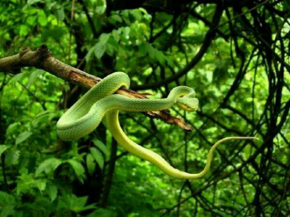 人们常说的青竹蛇，到底是什么样的呢？