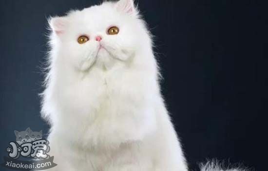 加菲猫的价格多少钱一只 饲养加菲猫要注意什么