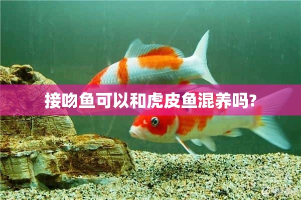 接吻鱼可以和虎皮鱼混养吗?