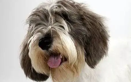 教迷你贝吉格里芬凡丁犬捡东西，这样做就行了
