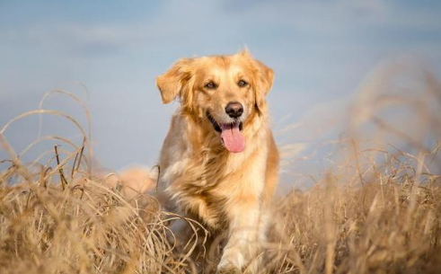 家喻户晓的金毛犬，究竟是哪国的犬种？