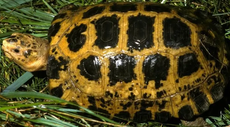 印度陆龟的科普小知识来啦，速来收藏！