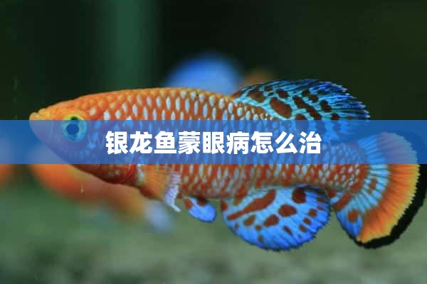 银龙鱼蒙眼病怎么治