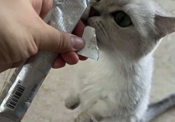 心动警告！耐威克猫条，猫主子的真爱没错了