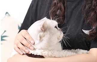 宠物圈 “多格漫”专场｜原来宠物的东西这么好玩，吸盘眺望台是个什么东东？