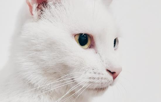 猫乳头变红怎么回事，是怀孕了吗