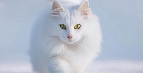 布拉迪益生菌猫咪怎么吃？猫咪吃益生菌有什么作用