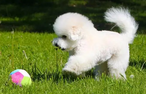 了解一下比熊犬的“抗寒能力”，千万不要冻着它哦！