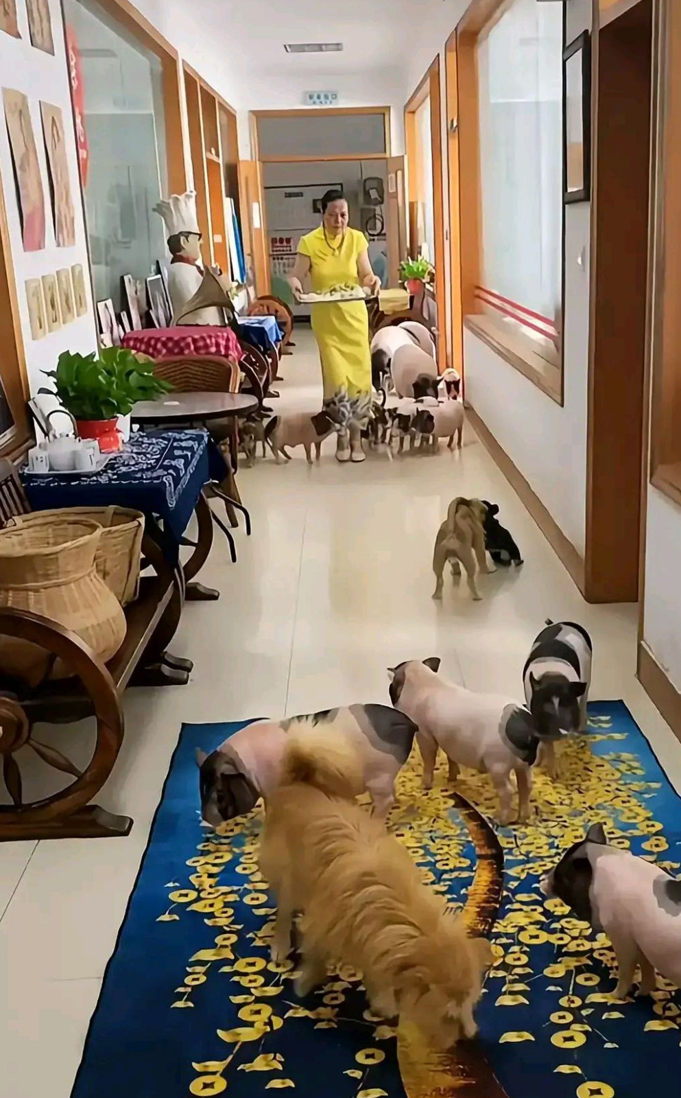60岁大妈在家养了10头小猪当宠物，网友好羡慕，小猪一定很幸福 