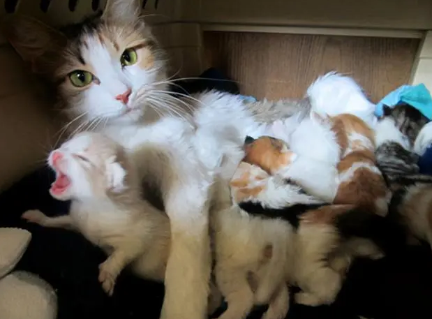 不清楚猫能生几只小猫？