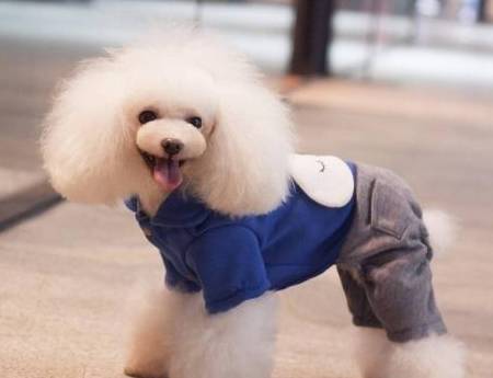 学会这三招，轻松解决贵宾犬嘴巴臭的问题