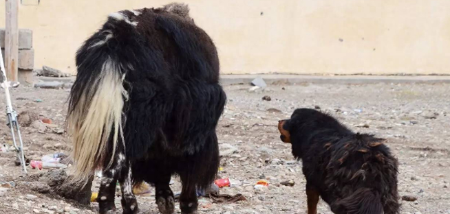 新疆一雪豹下山觅食，被6条牧羊犬拦在村口，藏獒打得过雪豹吗？