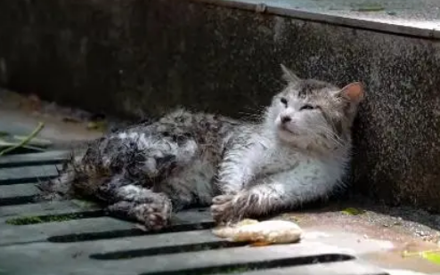 面对救助，饱受伤害的猫咪满是惶恐