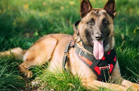 如何饲养比利时玛利诺犬？一文带你快速入门！