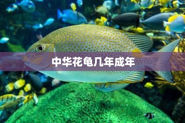 中华花龟几年成年