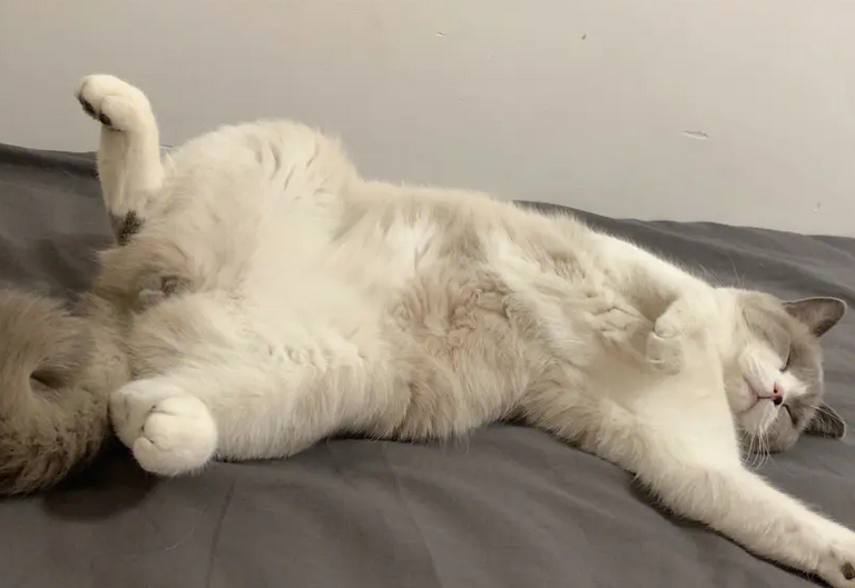 猫肚皮朝上睡觉是什么意思？有没有想get的！