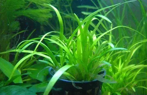 养鱼须知：鱼缸里养水草好处多