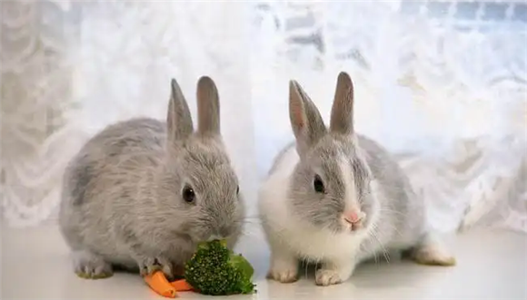 灰尾兔吃什么为食？看看本文学习下吧