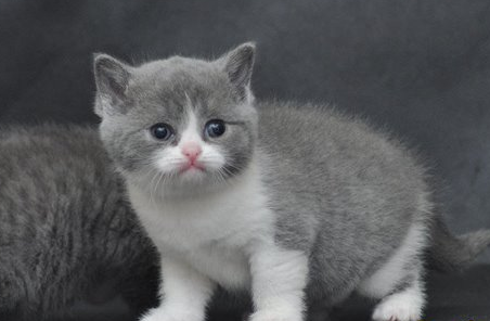 英国短毛猫的品种简介及健康猫咪的生理数据