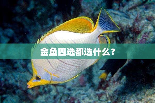 金鱼四选都选什么？