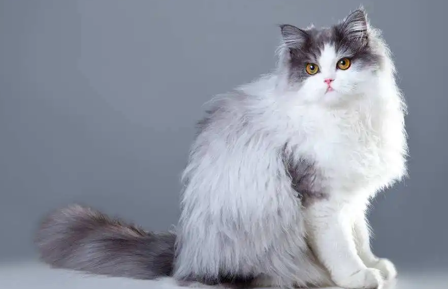 喂波斯猫吃什么比较好？或许这里可以给你答案