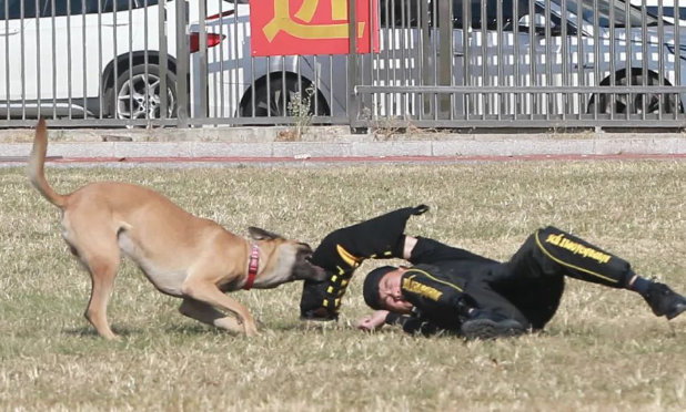 齐铁警方：扎实推动警犬冬训工作